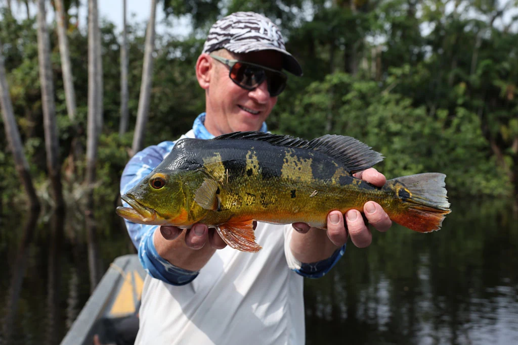 Ecuador peacock bass