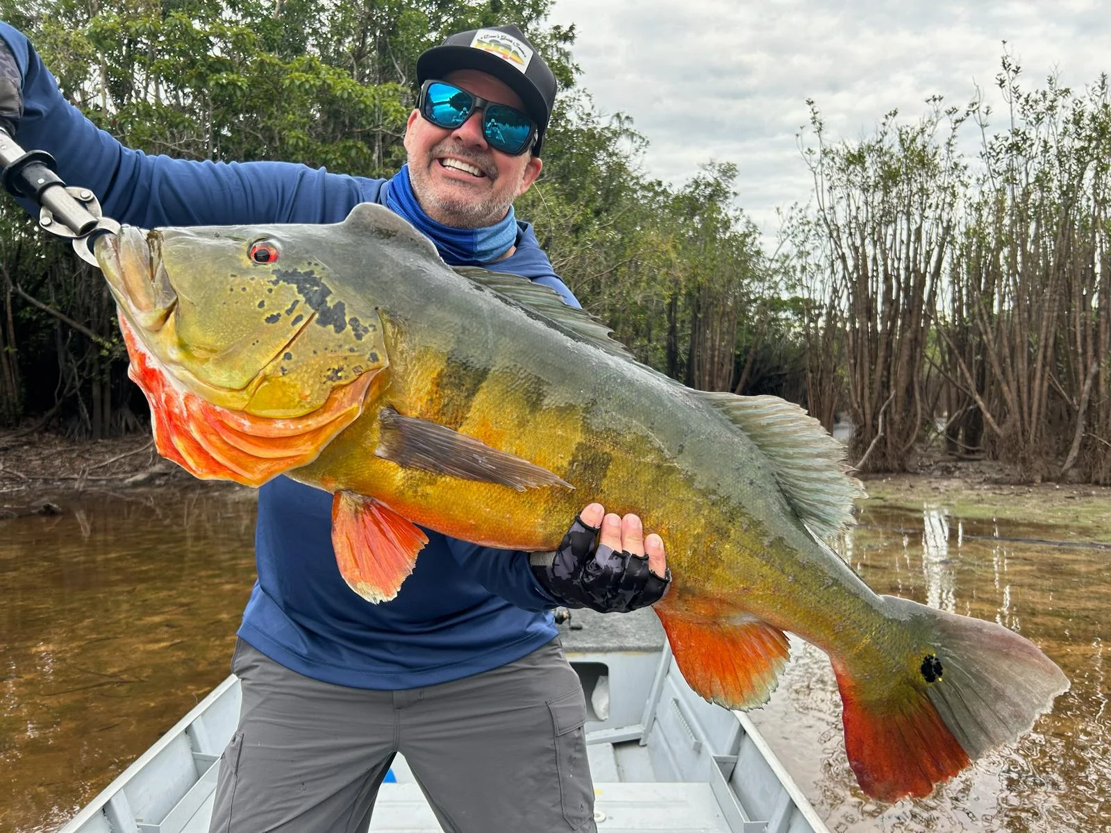 90 cm Peacock Bass - Lebensfisch vom Jurubaxi.