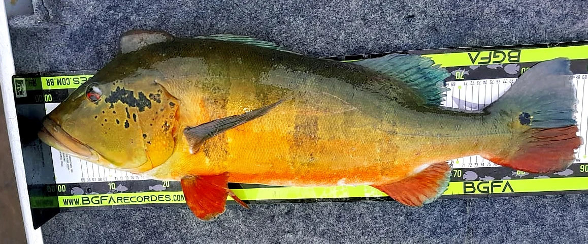 jurubaxi peacock bass 90cm 2 Radiant