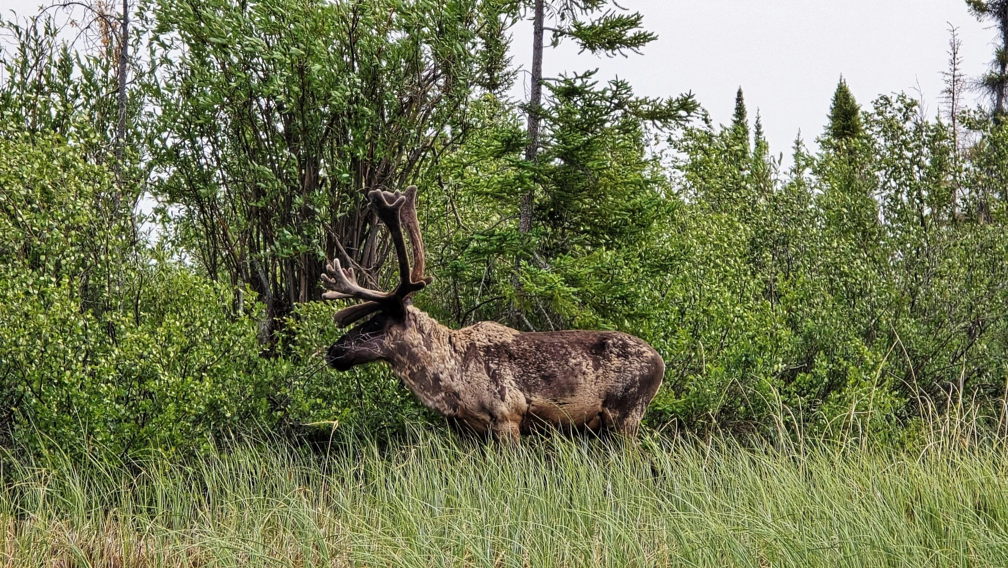 kanada karibu 14 angelreise kanada
