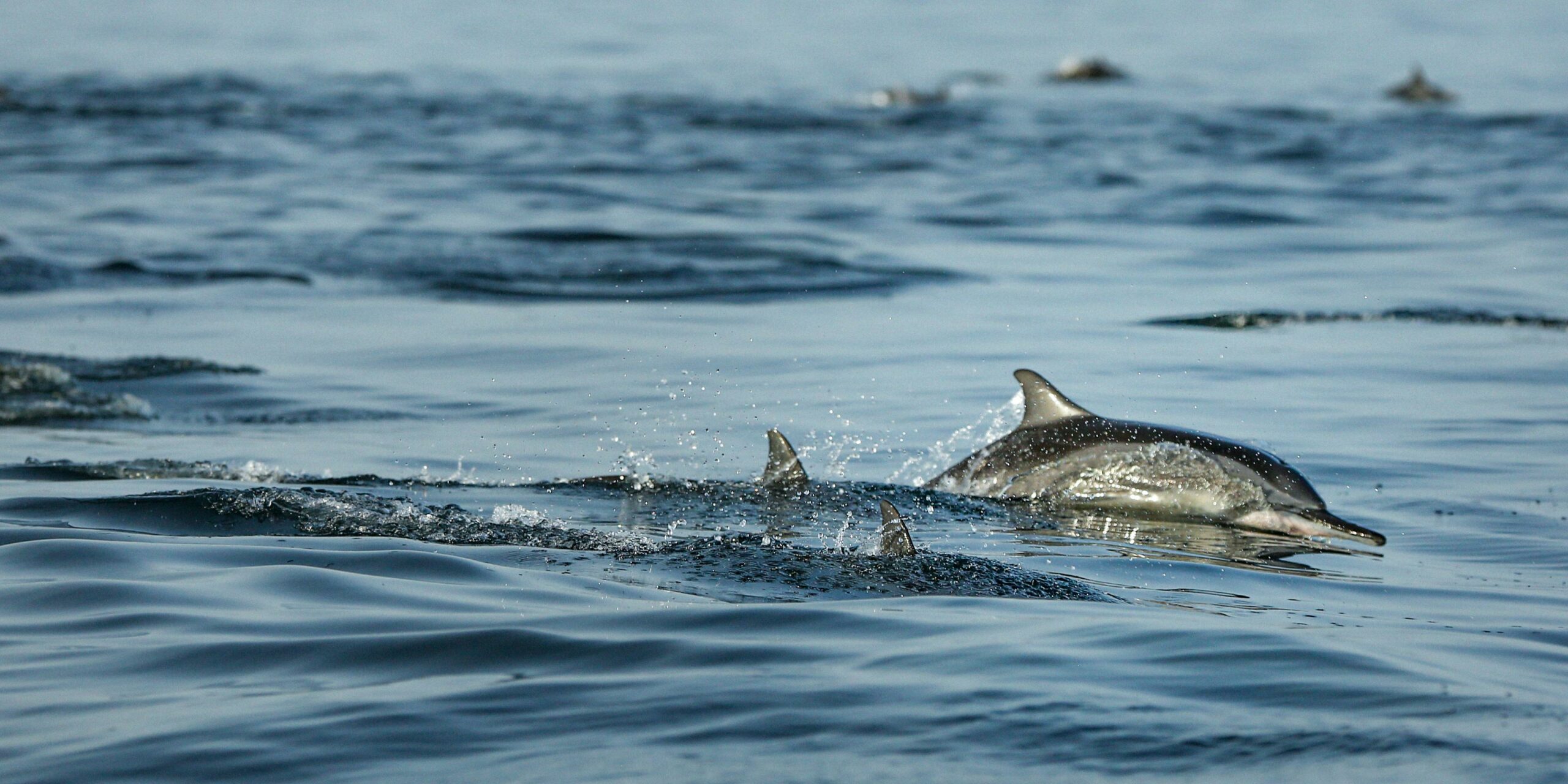 angeln im oman delfine scaled Angelurlaub Oman
