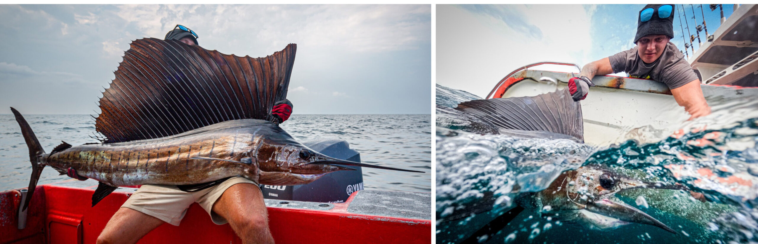 malaysia kualarompin sailfish collage3 3200 1 scaled Angelreise Malaysia