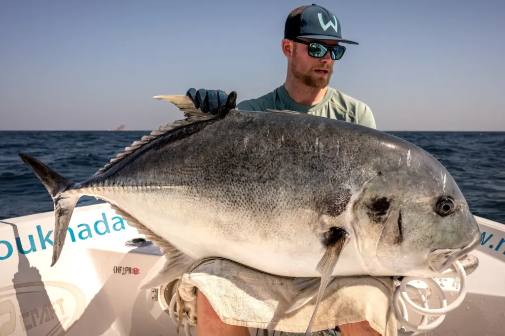 Big Giant Trevally from Hallaniyat, Oman.