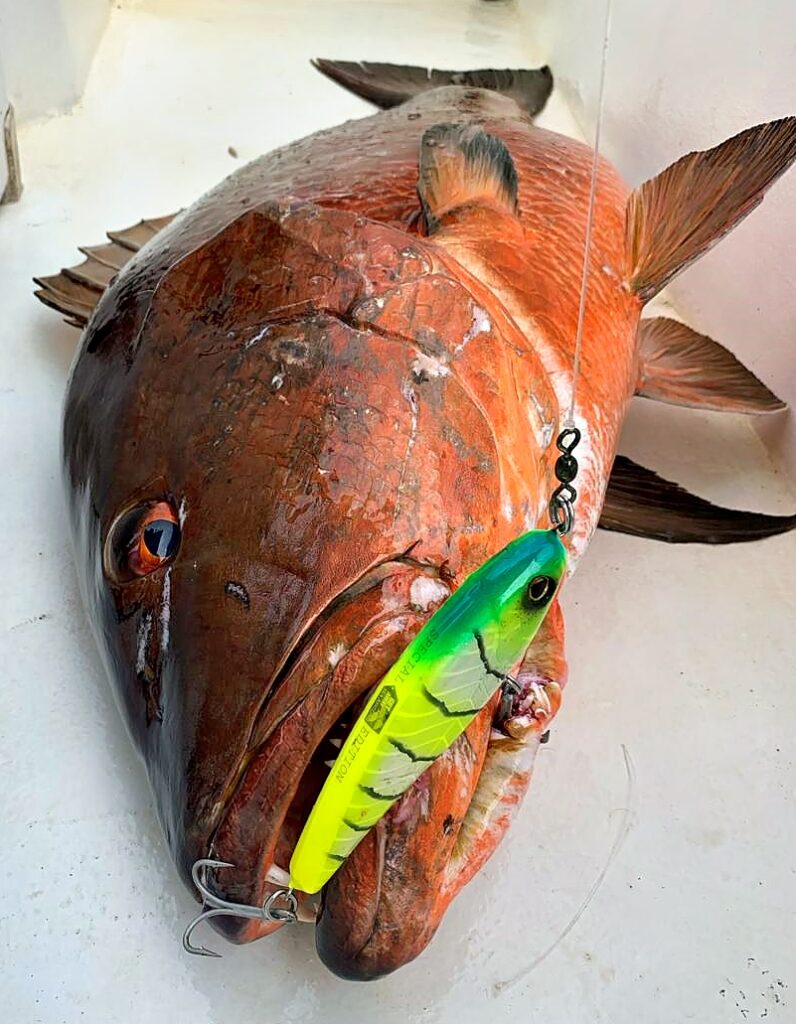 Cubera Snapper