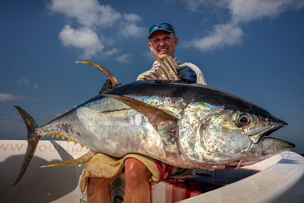 Big Omani Yellowfin tuna.