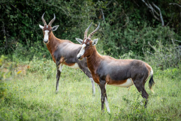 angola kwanza lodge safari 1