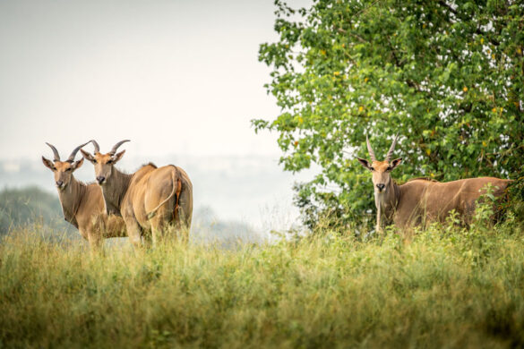 angola kwanza lodge safari 2