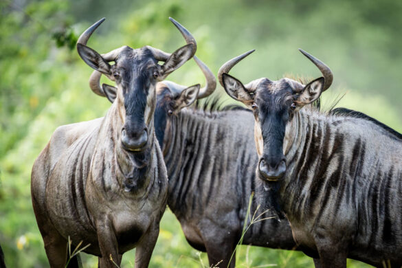 angola kwanza lodge safari 3