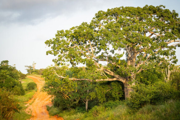 angola kwanza lodge safari 6