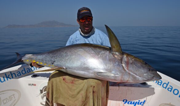 oman hallaniyat yellowfin eventur 6