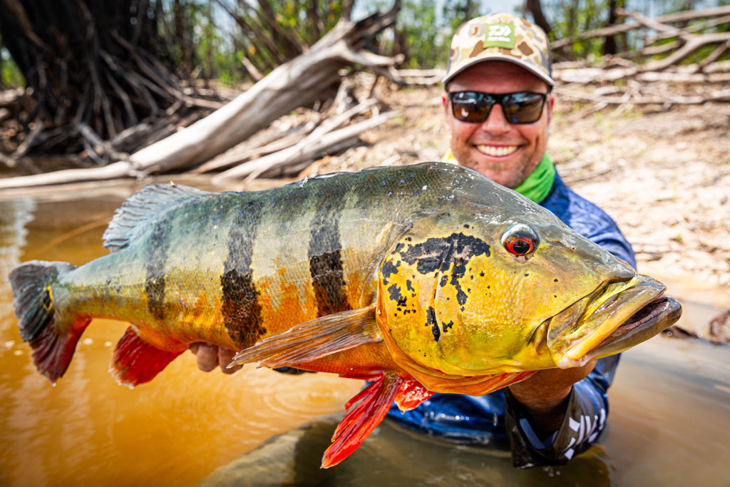 Monster Peacock Bass vom Rio Jurubaxi, Brasilien.