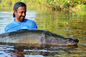 Big arapaima (piraruca)