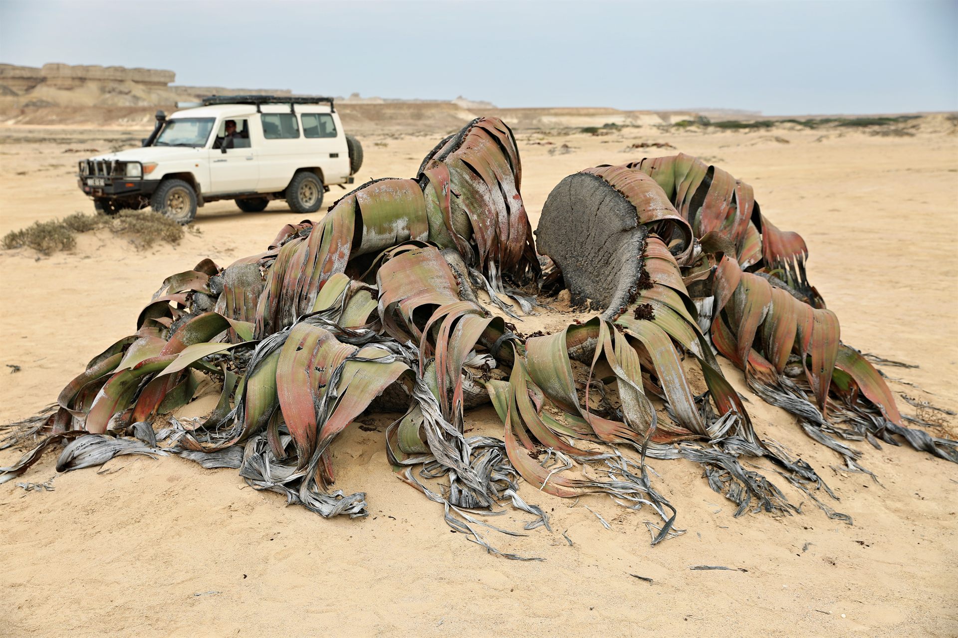 10 flamingo surf fishing angola